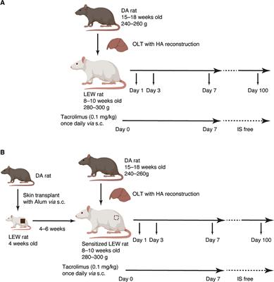 Anti-complement 5 antibody ameliorates antibody-mediated rejection after liver transplantation in rats